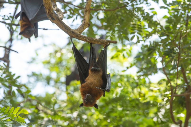 Bat House Installation