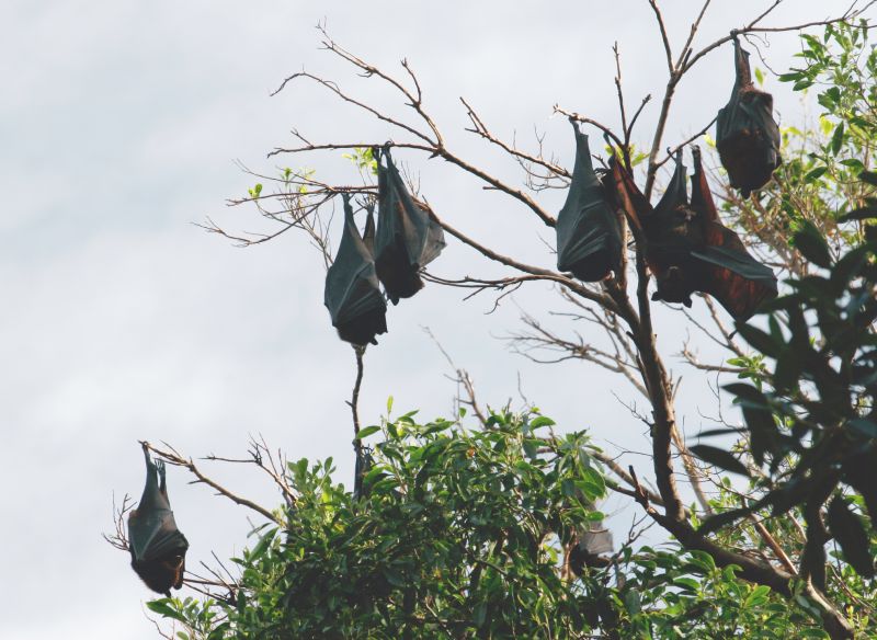 Bat House in a Natural Setting