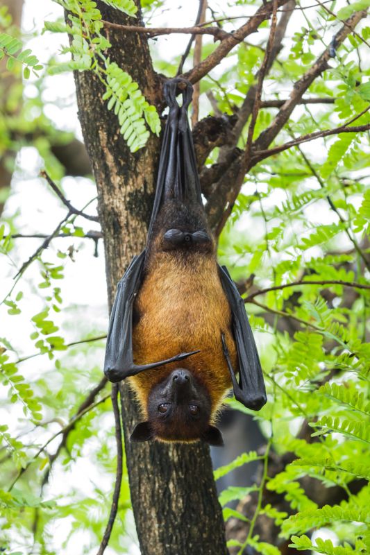 Multiple Bat Houses Installed
